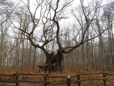 Holiday house 7 person holiday home in Jægerspris-By Traum - Outdoor photo 34