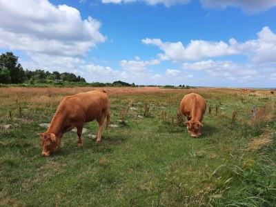 Holiday house 6 Personen Ferienhaus in Højslev-By Traum - Outdoor photo 31