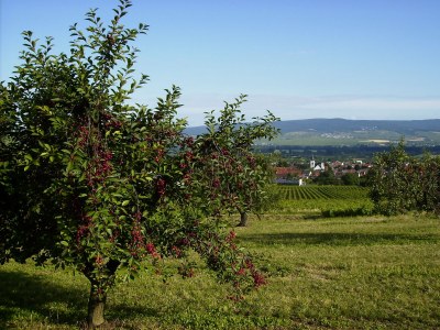 Holiday apartment Maisonette im Saal - Environment photo 21