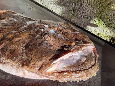 Holiday house 10 Personen Ferienhaus in Kaldfarnes-By Traum - Outdoor photo 24