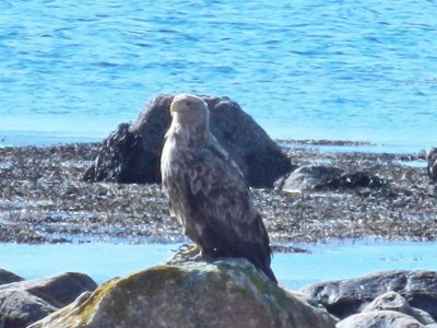 Holiday house 10 Personen Ferienhaus in Kaldfarnes-By Traum - Outdoor photo 46
