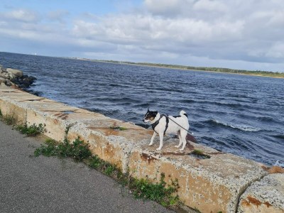 Holiday house 6 person holiday home in Storvorde-By Traum - Outdoor photo 25