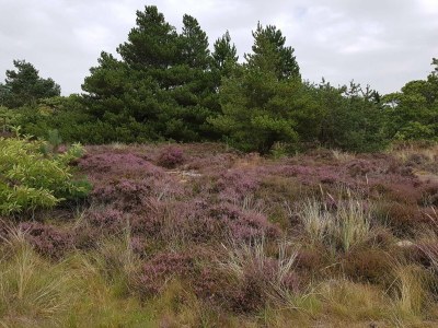 Apartment 4 person holiday home in Rømø-By Traum - Outdoor photo 29