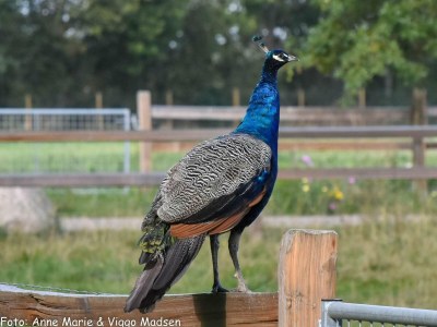 Holiday house 6 Personen Ferienhaus in Ansager-By Traum - Outdoor photo 19