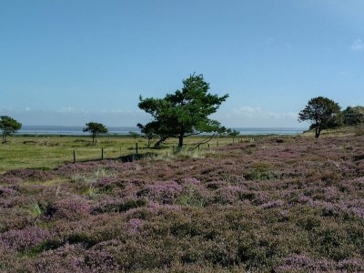 Holiday house 4 Personen Ferienhaus in Fanø-By Traum - Outdoor photo 6