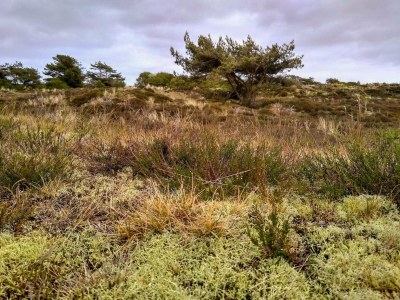 Holiday house 4 Personen Ferienhaus in Fanø-By Traum - Outdoor photo 23