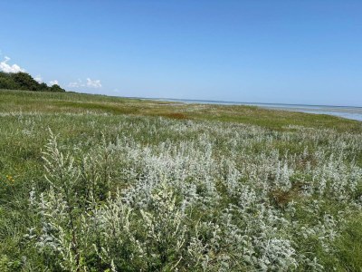 Holiday house Tranquil Oasis with Pool - By Traum Ferienwohnungen - Outdoor photo 40