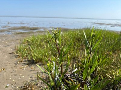 Holiday house Tranquil Oasis with Pool - By Traum Ferienwohnungen - Outdoor photo 44