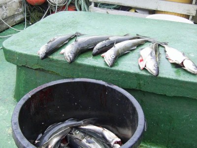 Holiday house 4 Personen Ferienhaus in Lauvstad-By Traum - Outdoor photo 25