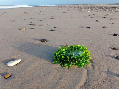 Holiday house Gemutliches Strandhaus mit Spa -- By Traum Ferienwohnungen - Outdoor photo 35