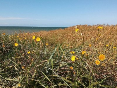 Holiday house Strand-Ruckzug mit Sauna -- By Traum Ferienwohnungen - Outdoor photo 35