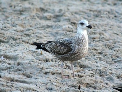 Holiday apartment Villa-Kaethe, Kuehlungsborn,at the Baltic Sea - Environment photo 24