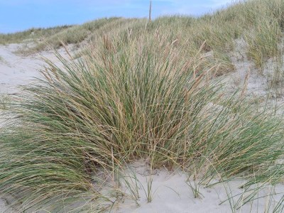 Holiday house Luxury Beachfront Retreat - By Traum Ferienwohnungen - Outdoor photo 8