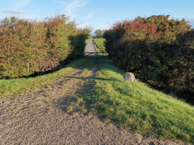 Holiday house 8 Personen Ferienhaus in Rødby-By Traum - Outdoor photo 11