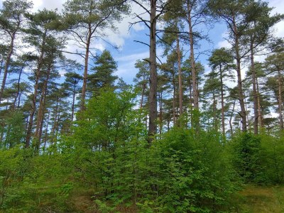 Holiday house Luxury Retreat with Pool - By Traum Ferienwohnungen - Outdoor photo 18