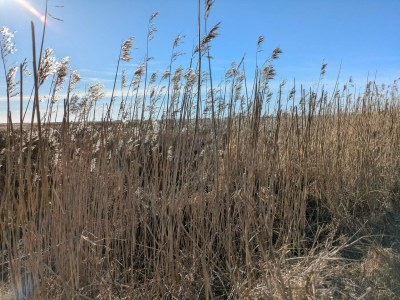 Holiday house Luxurioses Pool-Retreat in Blavand -- By Traum Ferienwohnungen - Outdoor photo 21