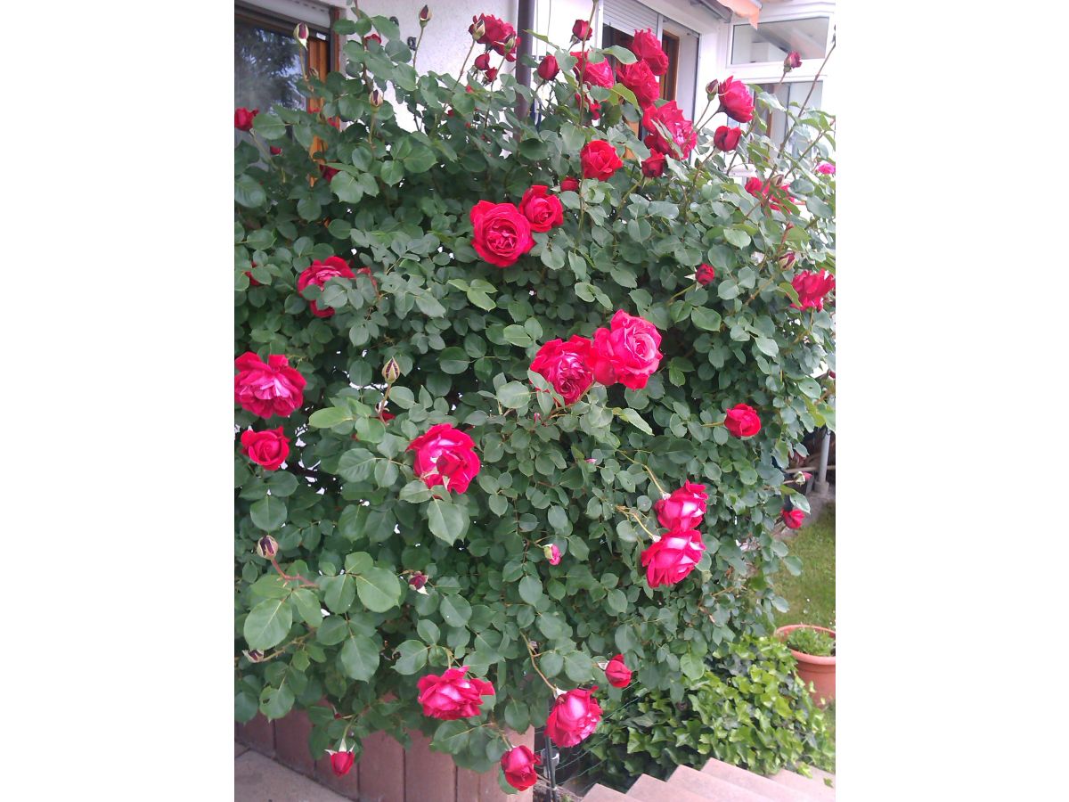 Apartment Christina im Haus Blütengarten - Outdoor photo 5