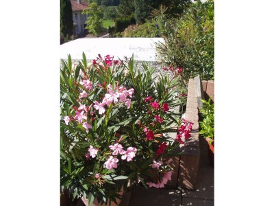 Apartment Christina im Haus Blütengarten - Outdoor photo 10