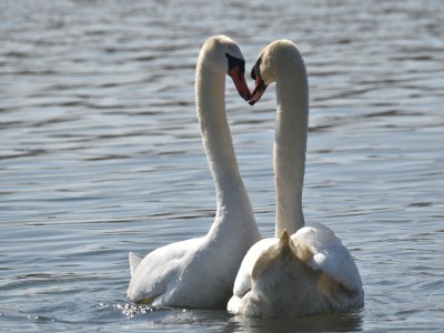 Apartment Christina im Haus Blütengarten - Environment photo 18