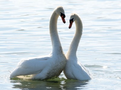 Apartment Christina im Haus Blütengarten - Environment photo 20