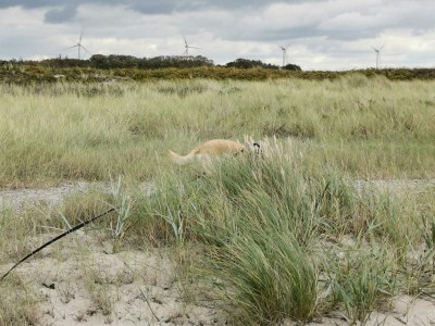Holiday house Seaside Retreat in Lolland - By Traum Ferienwohnungen - Outdoor photo 11
