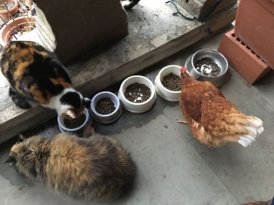 Holiday apartment Holiday on the Farm - Environment photo 24