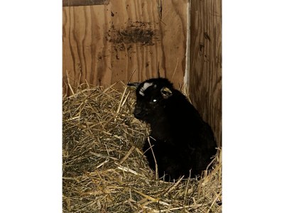 Holiday apartment Holiday on the Farm - Environment photo 25