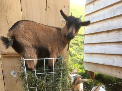 Holiday apartment Holiday on the Farm - Environment photo 26