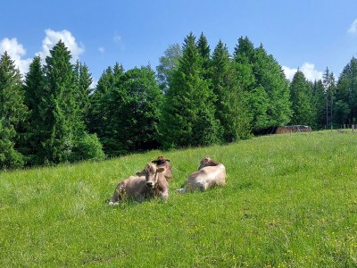 Holiday apartment Alpenliebe - Environment photo 28