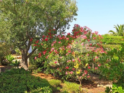 Holiday house Villa Miguel - Outdoor photo 14