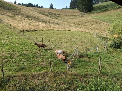 Holiday apartment Alexandra at the Gipfhof - Features photo 25