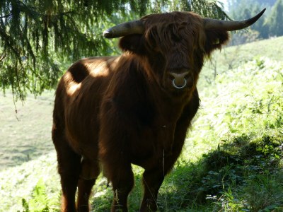 Holiday apartment Alexandra at the Gipfhof - Environment photo 32