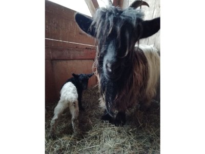 Holiday apartment Alexandra at the Gipfhof - Environment photo 34