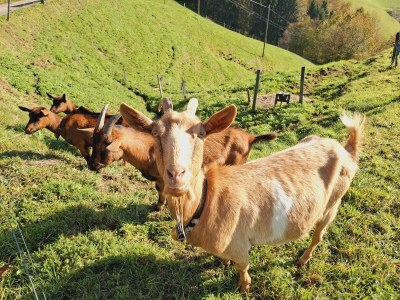 Holiday apartment Alexandra at the Gipfhof - Environment photo 35