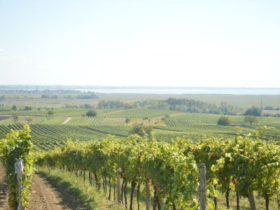 Apartment im Ferienhaus Burgenland 1 - Environment photo 26