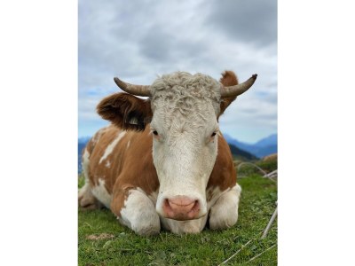 Holiday apartment Alp vacation house Julia - Environment photo 17