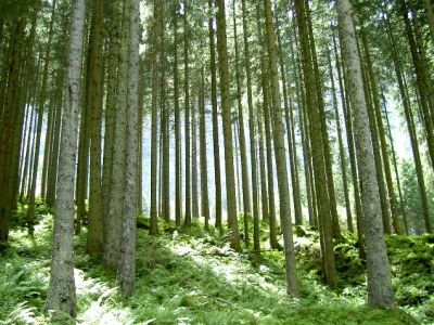 Holiday apartment Alp vacation house Julia - Environment photo 20