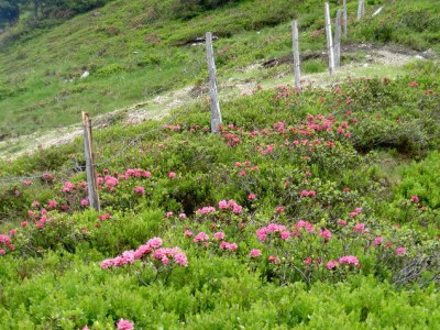 Holiday apartment Alp vacation house Julia - Environment photo 21