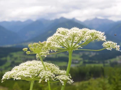 Chalet Arnoldhof Family Puschnik - Environment photo 23