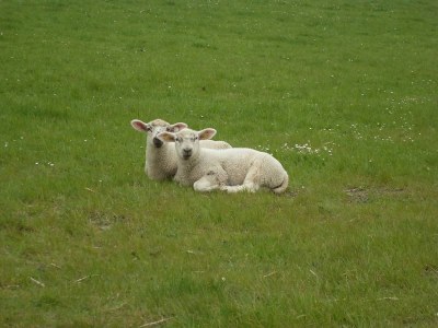 Holiday house Brausewind - Environment photo 15