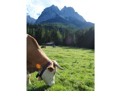 Holiday house Alpingoas - Environment photo 16