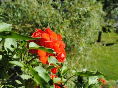 Holiday house Alpingoas - Outdoor photo 32