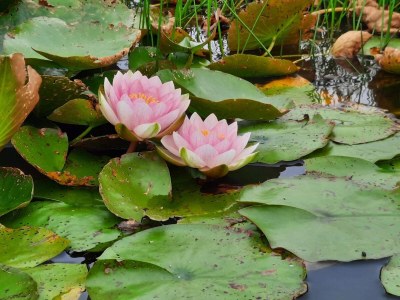 Holiday house 5 Personen Ferienhaus in Henne-By Traum - Outdoor photo 28