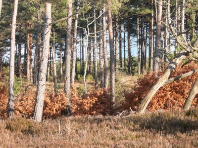 Holiday house 4 person holiday home in Oksbøl-By Traum - Outdoor photo 30