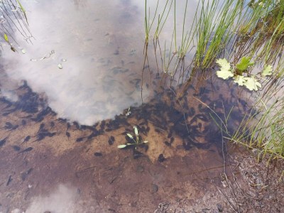 Holiday house 4 person holiday home in Oksbøl-By Traum - Outdoor photo 37