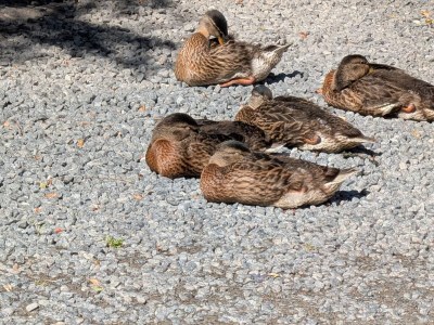 Holiday house 12 person holiday home in Ebeltoft-By Traum - Outdoor photo 13