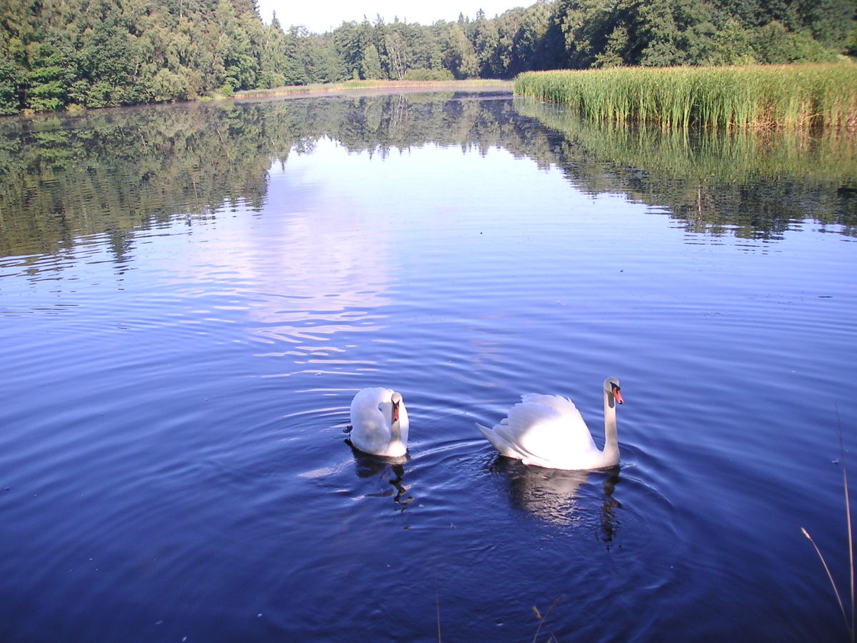 Holiday apartment "Zur Waldscheibe " 2 - Outdoor photo 5