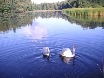 Holiday apartment "Zur Waldscheibe " 2 - Outdoor photo 5