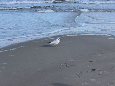 Holiday house Ostseebrandung - Haus Seepferdchen - Environment photo 18