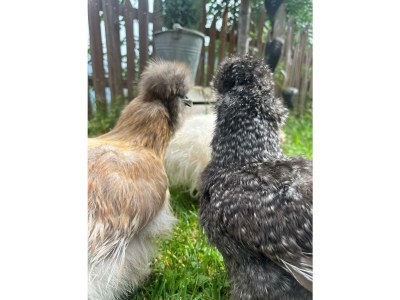 Holiday house Obertalerhof - Outdoor photo 12